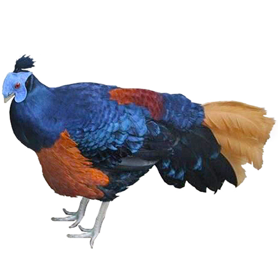 Greater Bornean Crested